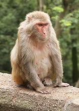 Load image into Gallery viewer, Rhesus Monkey / Macaca Mulatta (female) death cast replica Life cast