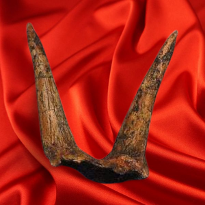 Triceratops Horns cast replica (double horn)