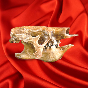 Eremotherium Ground Sloth skull cast replica #2