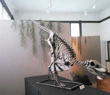 Laden Sie das Bild in den Galerie-Viewer, Herrerasaurus skull cast replica dinosaur for sale or rent