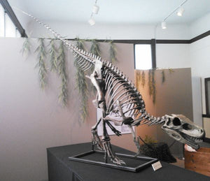 Herrerasaurus skull cast replica dinosaur for sale or rent