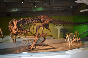 T.rex femur cast replica #1 Ivan the T-Rex