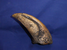Load image into Gallery viewer, T.rex Claw cast replica