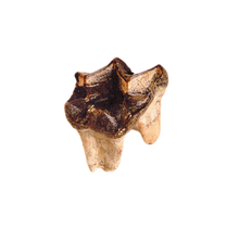 Load image into Gallery viewer, Titanothere tooth cast replica