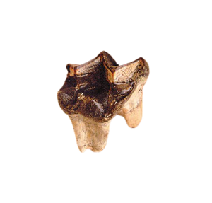 Titanothere tooth cast replica