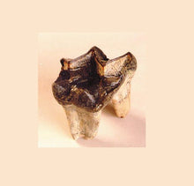 Charger l&#39;image dans la galerie, Titanothere tooth cast replica