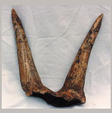 Load image into Gallery viewer, Triceratops Horns cast replica (double horn)