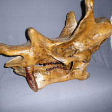 Cargar imagen en el visor de la galería, Uintatherium Skull Cast Replica