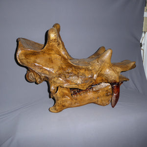 Uintatherium Skull Cast Replica