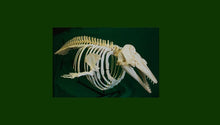 Charger l&#39;image dans la galerie, Beluga Whale skull and skeleton cast replica