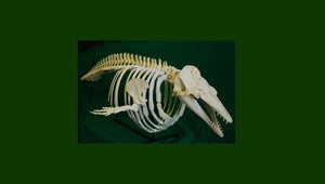 Beluga Whale skull and skeleton cast replica