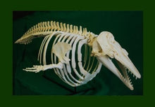 Charger l&#39;image dans la galerie, Beluga Whale skull and skeleton cast replica