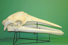 Load image into Gallery viewer, Minke whale skull and skeleton cast replica