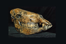 Charger l&#39;image dans la galerie, Camelops &quot;Yesterday&#39;s Camel&quot; skeleton cast replica