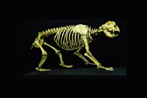 Cave Bear skeleton cast replica 8 ft tall!