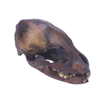 Load image into Gallery viewer, Cave bear; juvenile cave Bear Cub skull cast replica