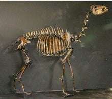 Load image into Gallery viewer, Camelops &quot;Yesterday&#39;s Camel&quot; skeleton cast replica
