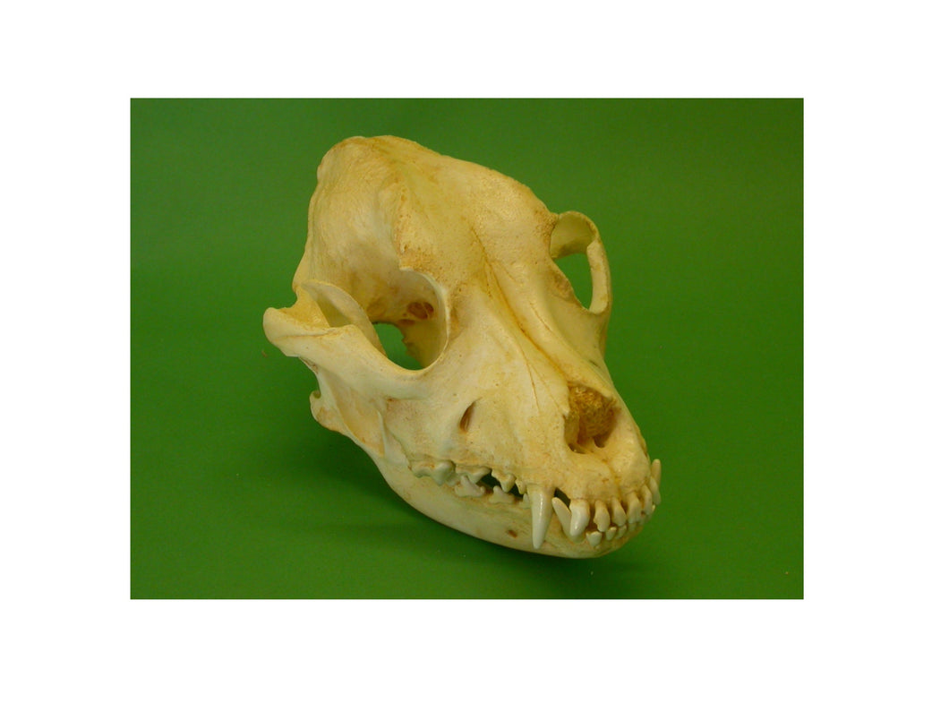 Pitbull Skull #2 Pitbull dog skull cast replica