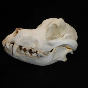 Domestic Dog Skull cast replica skeleton reproduction Taylor Made Fossils