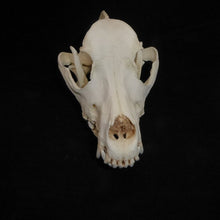 Load image into Gallery viewer, Domestic Dog Skull cast replica skeleton reproduction Taylor Made Fossils