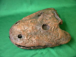 Eryops skull fossil cast replica reproduction