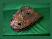 Laden Sie das Bild in den Galerie-Viewer, Eryops skull fossil cast replica reproduction