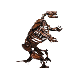 Paramylodon Harlan's Ground Sloth skeleton cast replica