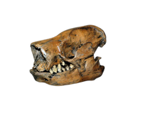 Charger l&#39;image dans la galerie, Paramylodon Harlan&#39;s Ground Sloth skull cast replica