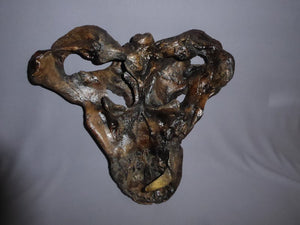 Gorgonopsid mammal-like reptile - Replica Skull - education zoology paleontology
