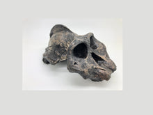 Charger l&#39;image dans la galerie, Australopithecus aethiopicus skull cast #2 reconstruction 2022 Price