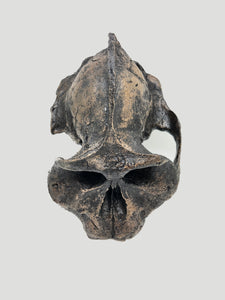 Australopithecus aethiopicus skull cast #2 reconstruction 2022 Price