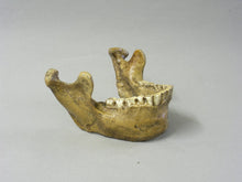 Load image into Gallery viewer, Tabun Neanderthal Jaw cast 2023