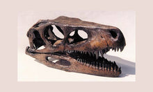 Load image into Gallery viewer, Herrerasaurus skull cast replica #2