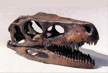 Laden Sie das Bild in den Galerie-Viewer, Herrerasaurus skull cast replica #2
