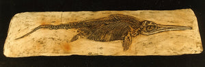 Ichthyosaur Large Panel cast replica



Ichthyosaurus