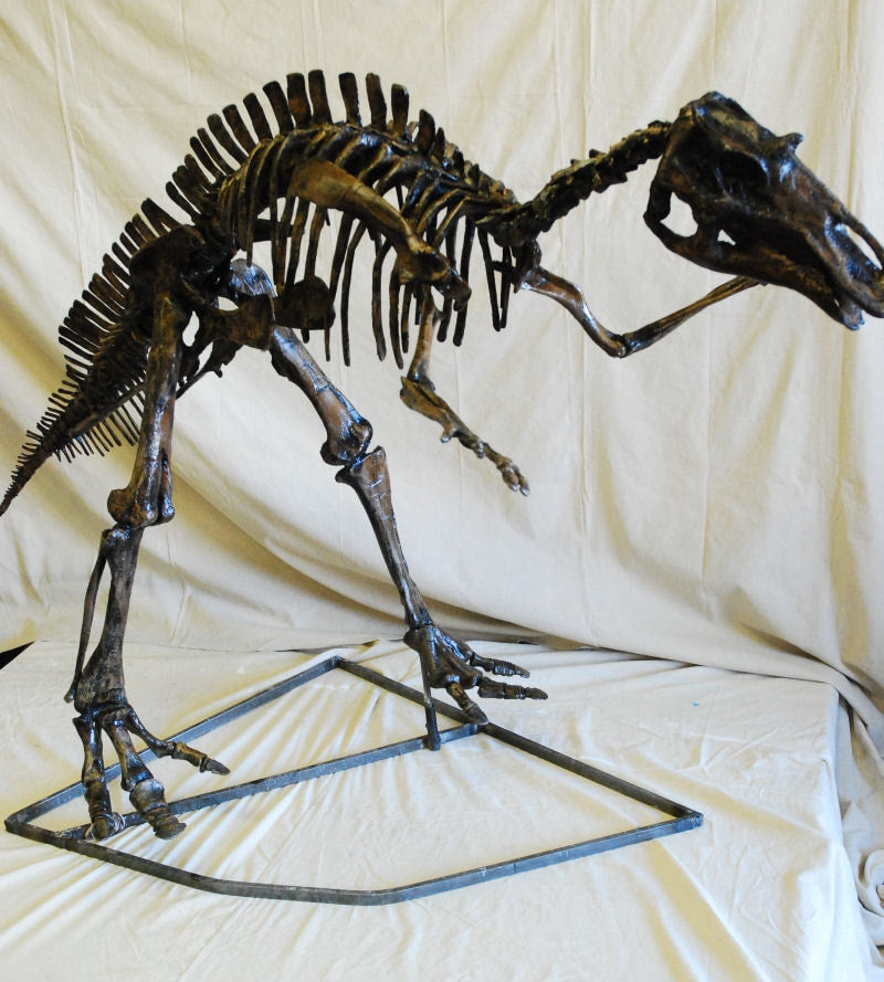 Juvenile Maiasaurus  Skeleton cast replica dinosaur