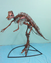Load image into Gallery viewer, Juvenile Maiasaurus  Skeleton cast replica dinosaur