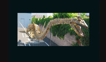 Load image into Gallery viewer, Plesiosaurus skeleton cast replica