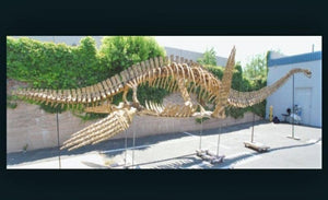 Plesiosaurus skeleton cast replica