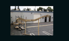 Charger l&#39;image dans la galerie, Plesiosaurus skeleton cast replica