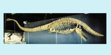 Load image into Gallery viewer, Plesiosaurus skeleton cast replica