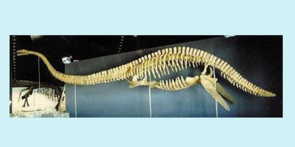 Plesiosaurus skeleton cast replica