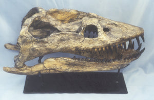 Plesiosaurus Skull cast replica for sale