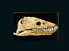 Load image into Gallery viewer, Plesiosaurus Skull cast replica for sale