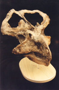 Protoceratops skull cast replica