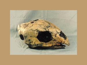 Cretaceous fossil sea turtle skeleton cast replica