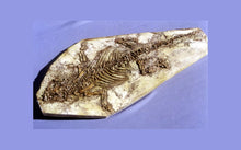 Cargar imagen en el visor de la galería, Psittacosaur Dinosaur Replica Dinosaur skeleton panel cast in matrix