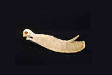 Charger l&#39;image dans la galerie, Pterodaustro model skull cast Replica Reproduction