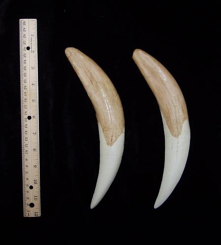 Smilodon: Smilodon populator sabres KO-103P