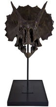 Laden Sie das Bild in den Galerie-Viewer, Triceratops skull cast replica reproduction for sale